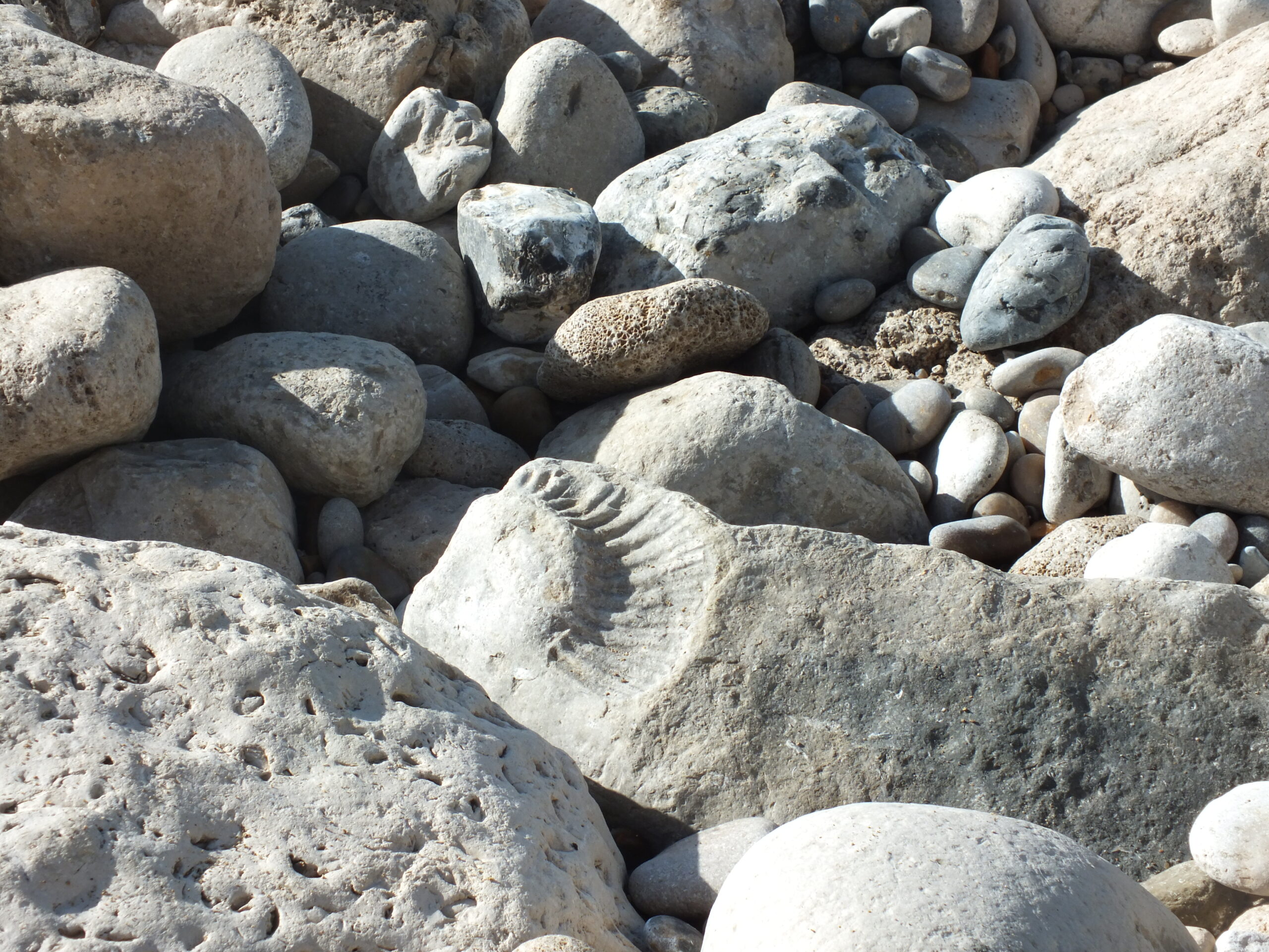 Fossils at charmouth